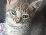 En quête d'un foyer : chaton femelle tigré