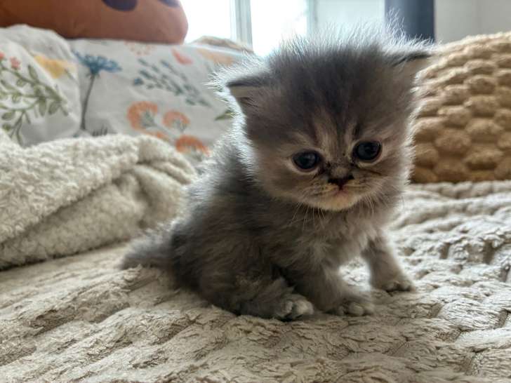 5 chatons Persans à vendre