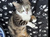 Adoption disponible : chatte tigrée blanche