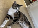 Adoption disponible : chatte tigrée blanche