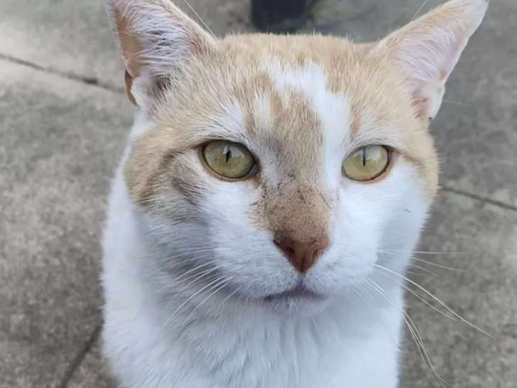 Chat roux eu blanc à adopter