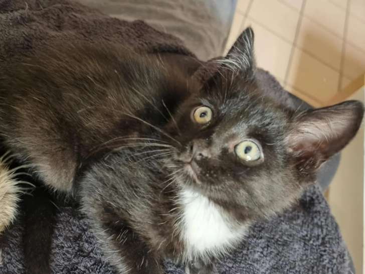 Chaton mâle noir avec marque blanche disponible à l'adoption