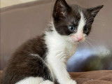 Chatonne de 2 mois en attente d'adoption