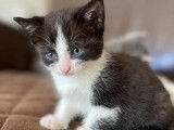 Chatonne de 2 mois en attente d'adoption