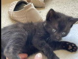 Chaton mâle noir prêt pour l’adoption