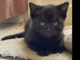 Chaton mâle noir prêt pour l’adoption