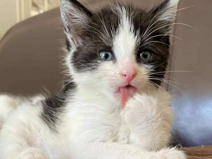 Chaton femelle noir et blanc en attente d'une famille