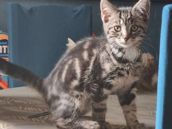 Chaton mâle tricolore à accueillir