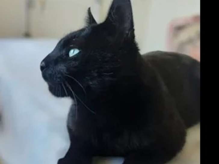Chat d'un an en quête d’une famille