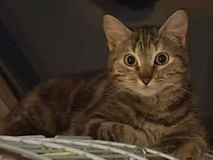 Chatte tigrée à la recherche d'une famille