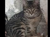 Adoption disponible : chat d'un an