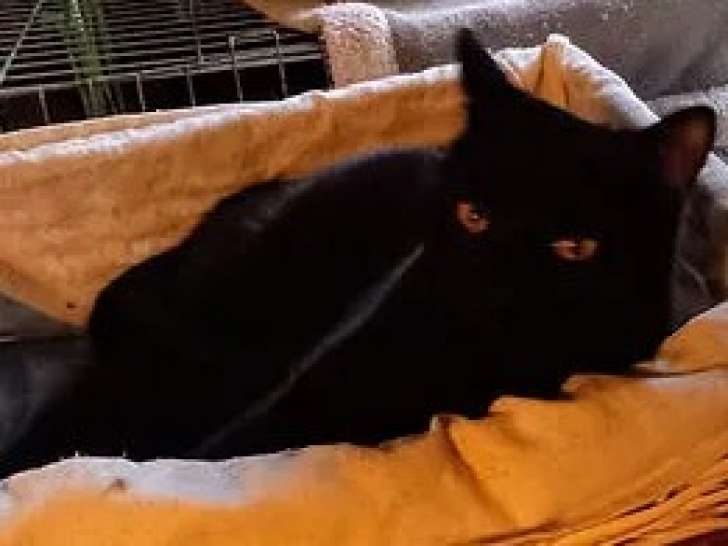 À adopter, chatonne noire
