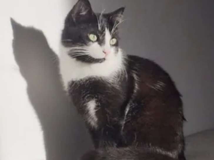 Disponible à l'adoption, chaton mâle de 11 mois