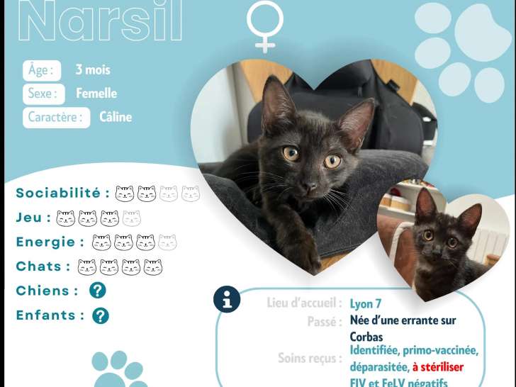 Chaton femelle de 3 mois à adopter