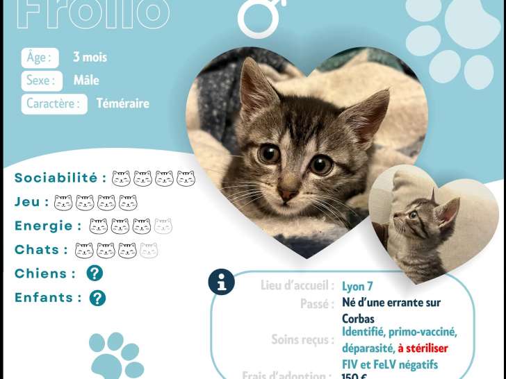Chaton mâle tigré disponible à l'adoption