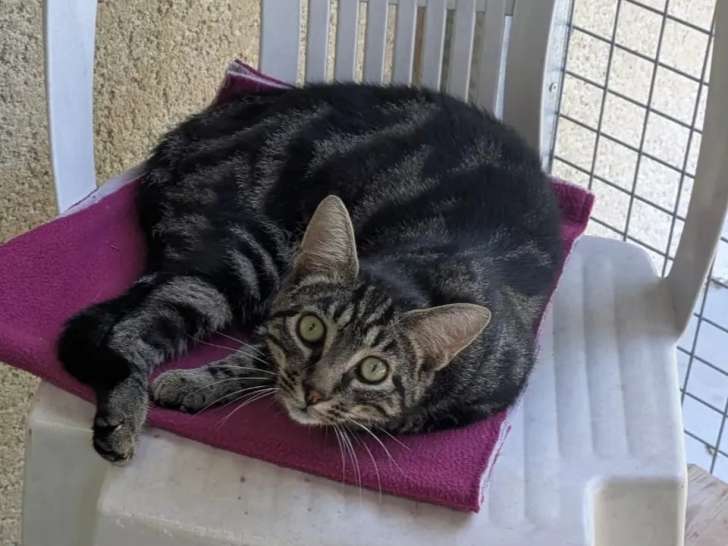 Adoption disponible : chat noir et gris