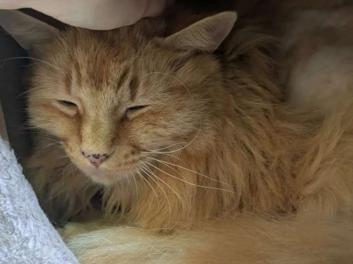 À la recherche d'un foyer : chat roux adulte