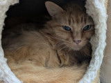 À la recherche d'un foyer : chat roux adulte