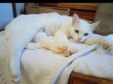 En attente d'adoption, chatte blanche