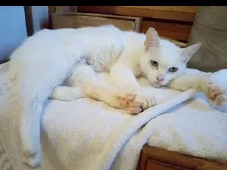 En attente d'adoption, chatte blanche