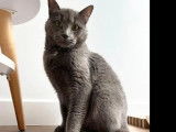 Prête pour l'adoption, chatte grise