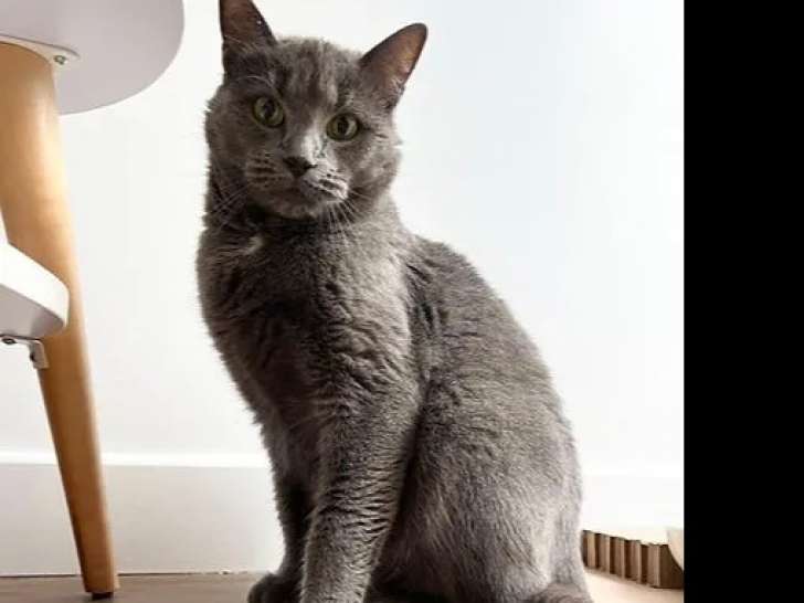 Prête pour l'adoption, chatte grise