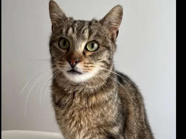 À la recherche d'un foyer, chat tigré