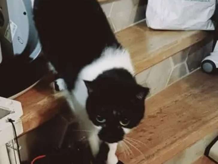 Adoption disponible : chat noir et blanc