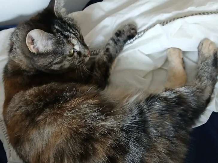 En quête d'un foyer, chatte âgée de 8 ans
