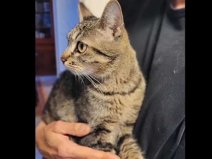 En attente d’un foyer, chatte tigrée