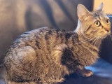 En attente d’un foyer, chatte tigrée