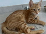 À adopter : chaton mâle roux
