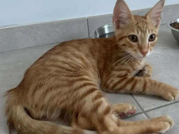 À adopter : chaton mâle roux