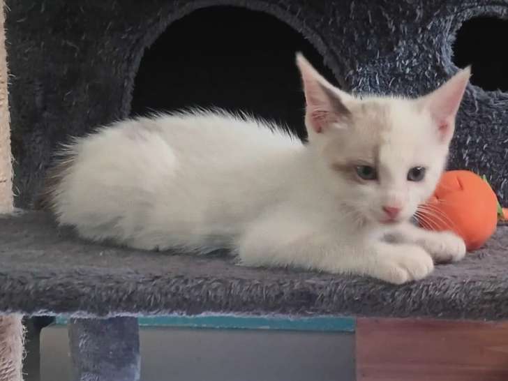 Disponible à l'adoption : chaton mâle au pelage crème