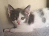 En attente d'adoption : chaton femelle gris et blanc