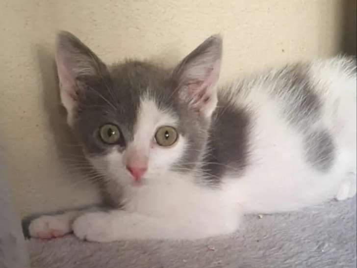 En attente d'adoption : chaton femelle gris et blanc