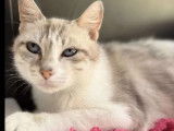 À adopter : chatte au pelage gris et blanc