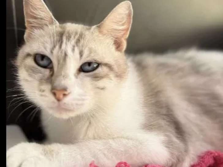 À adopter : chatte au pelage gris et blanc