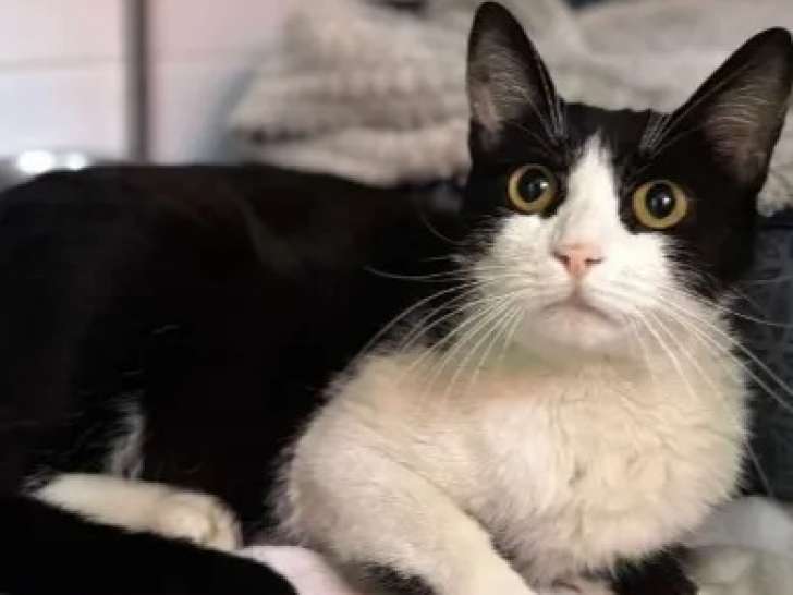 Disponible à l'adoption : chatte de 4 ans