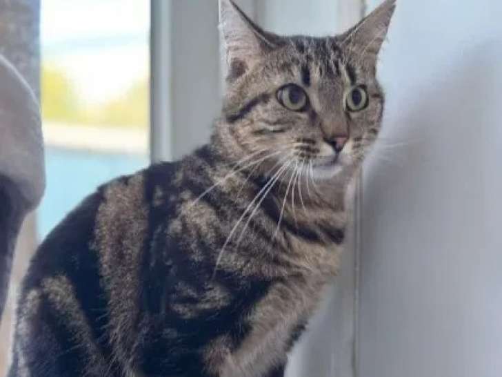 En attente d'adoption : chat tigré