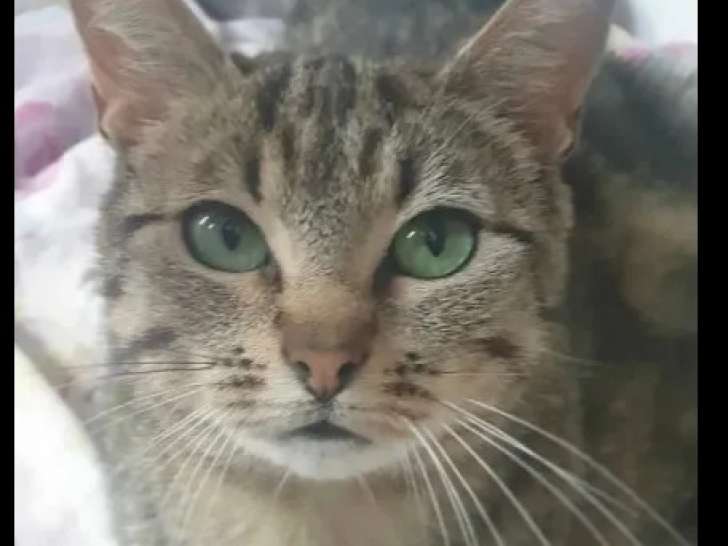 Prête pour l’adoption : chatte d'un an