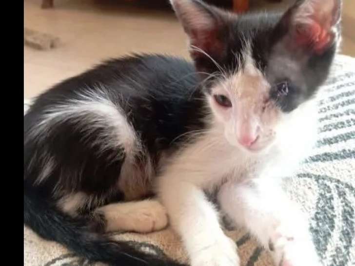 Adoption disponible : chaton femelle noir et blanc