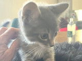 À la recherche d’un foyer : chaton mâle d'un mois