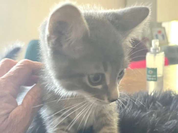 À la recherche d’un foyer : chaton mâle d'un mois