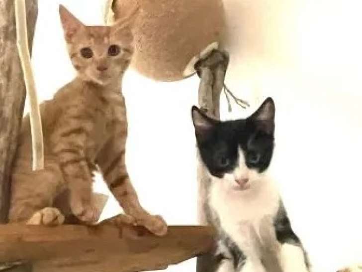 En quête d'un foyer, chatons mâles noir et blanc