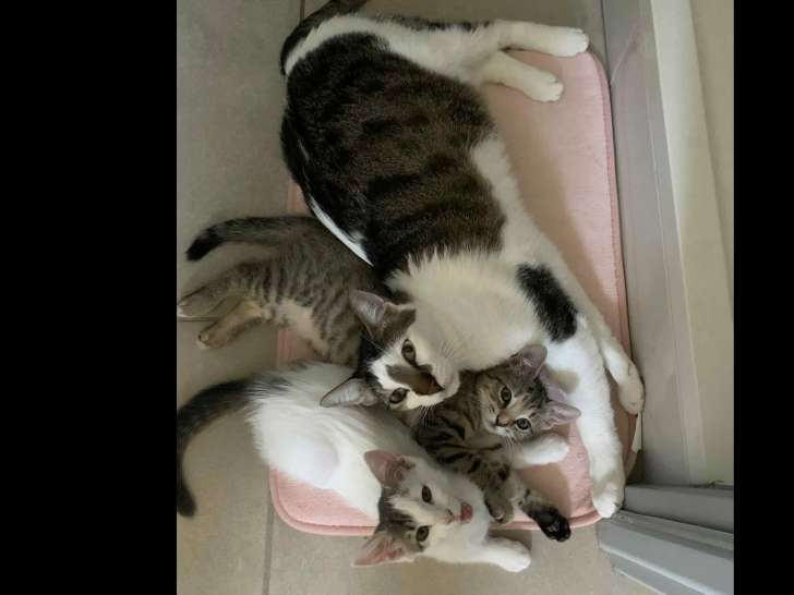 À accueillir, 2 chatonnes de 3 mois
