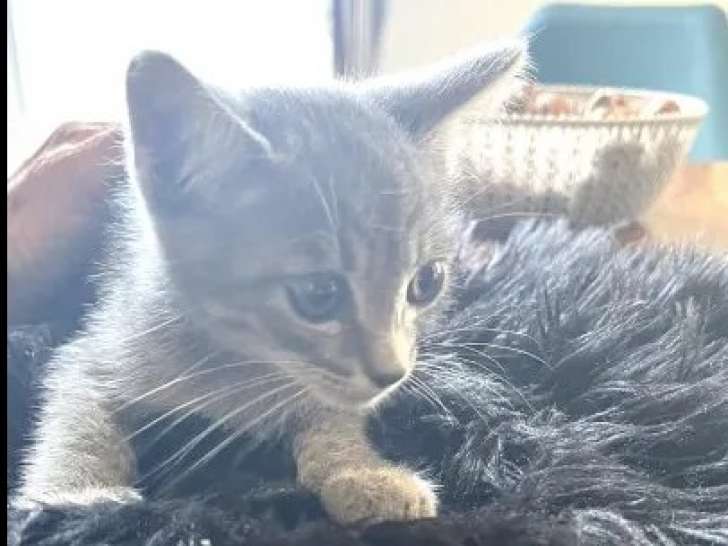 Chaton mâle de 2 mois à adopter