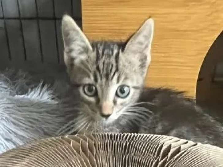 Chaton mâle tigré disponible à l'adoption