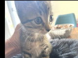 Chaton mâle tigré disponible à l'adoption