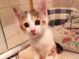 Chaton femelle tricolore en attente d'adoption